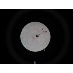 Meiosis Microslide