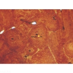 Basic Histology Slide Set of 25