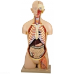 Torso Life Size with Head Model